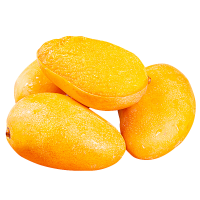 Xoài cát chu da vàng chín, sản phẩm an toàn